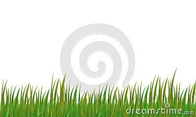 Green Grass isolated on the white background. Vector Illustration